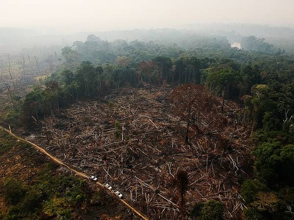 Últimas da Internet: Amazônia perdeu 18 árvores por segundo em 2021