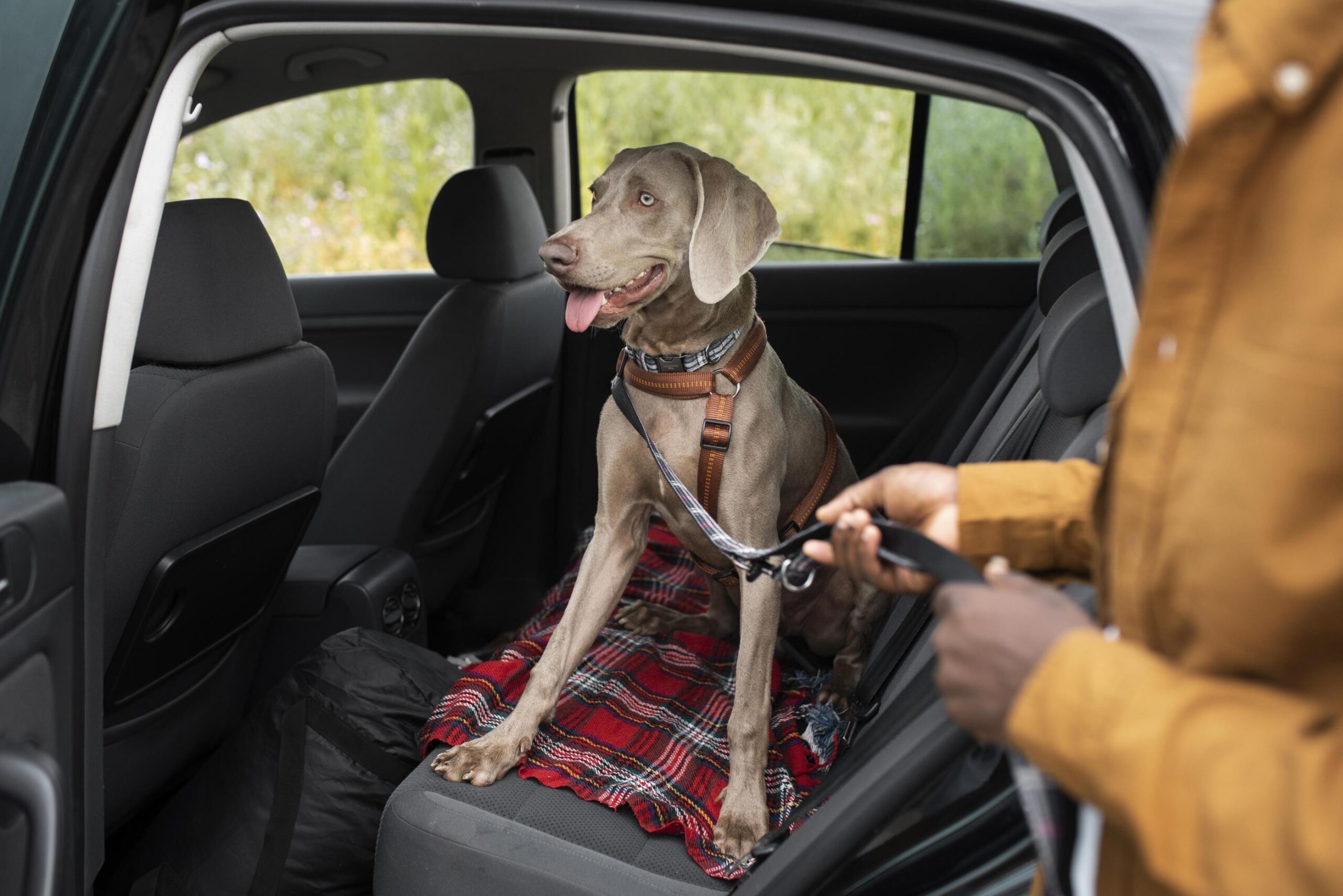 Você sabe transportar animais de estimação corretamente? Detran orienta condutores